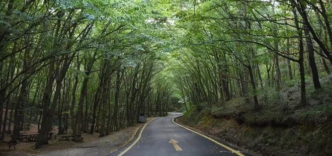 Erzurum’da ormanlık alanlara giriş 30 Ekim’e kadar yasaklandı