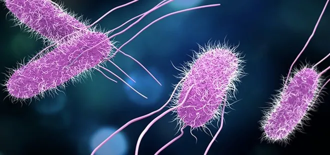 Salmonella’dan nasıl korunuruz? Enfeksiyonu ölümcül olabilir! Gıda üreticileri dikkatli olmalı
