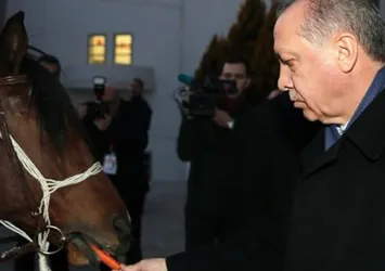 Cumhurbaşkanı Erdoğan'a tay hediye edildi