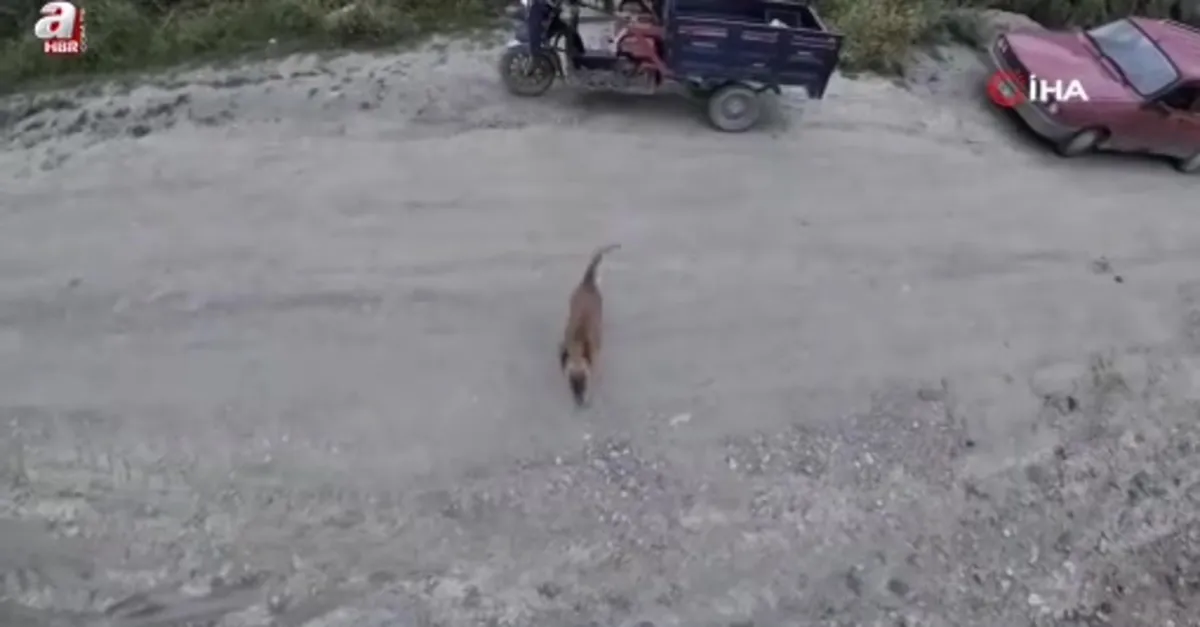 Köpeğin dronla imtihanı