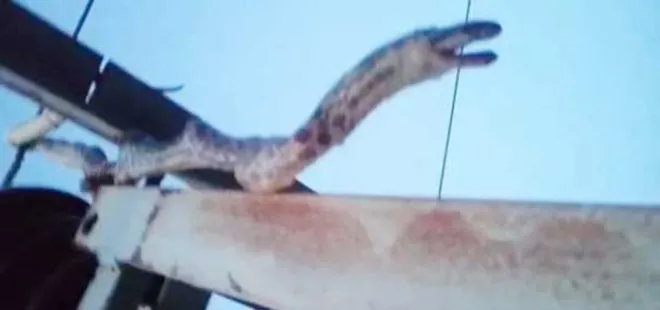 2 metrelik yılan 12 köyü elektiriksiz bıraktı