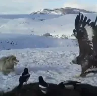 Leşin başında yemek savaşı 🦅 🦊