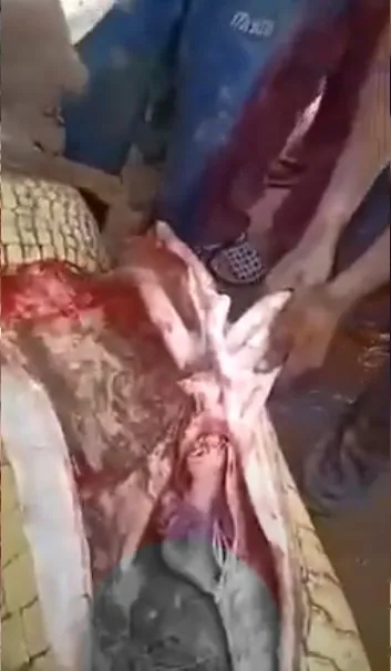 Timsahın karnından insan çıktı! Kan donduran anlar böyle görüntülendi...