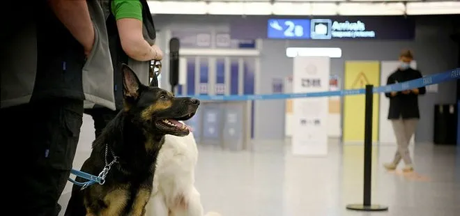 Finlandiya’da havalimanı yolcularına köpeklerle korona virüs Covid-19 taraması başlatıldı