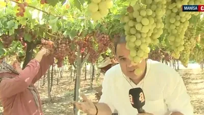 Kuru üzüm ihracatında rekor gelir