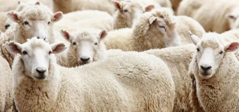 Kurban Bayramı 1.günü 2023! Kurban Bayramı ne zaman, bayram tatili 9 gün olacak mı?