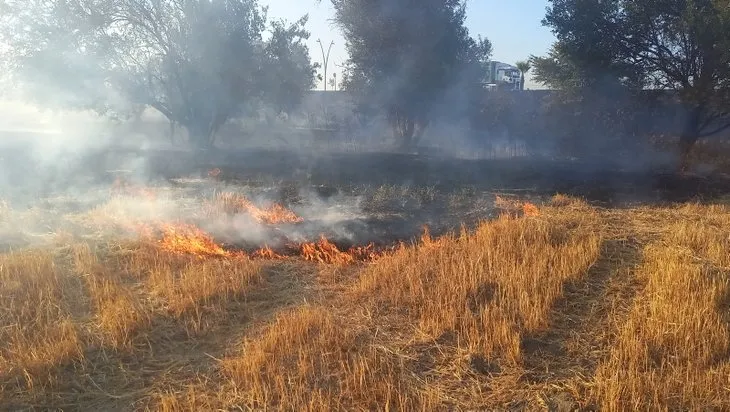 Buğday tarlalarını kim yakıyor? Sigara izmariti attılar