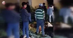 Çukura düşen büyükbaş hayvan kurtarıldı