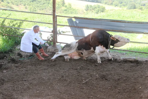 1626593281885.jpg 1 tonluk huysuz boğayı tek başına yatırdı! Kurban keseceklere rueff yöntemini önerdi - 4