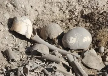 Van Gölü kenarında insan kemikleri bulundu