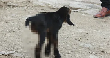 Bu oğlağı görenler şaşkına döndü! Bakın nasıl dünyaya geldi