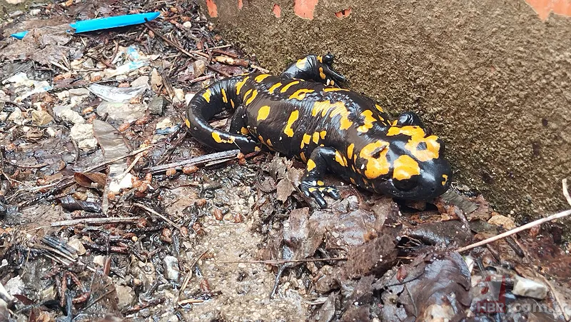 Bacavan Yaylası'nda görüntülendi! Defalarca fotoğrafını çektiler 9