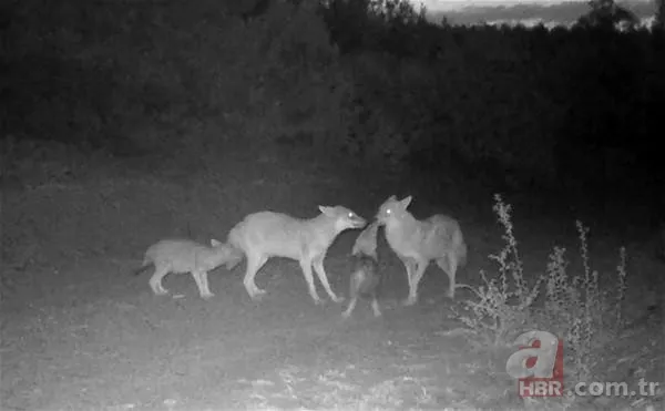 Dünyada ve Türkiye'de bir ilk! Aynı bölgede görüldüler 21