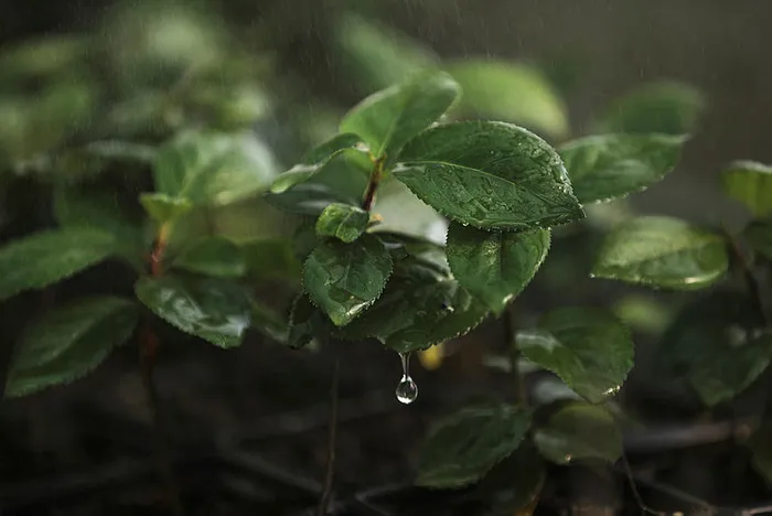Türkiye’nin tıbbi aromatik bitkilerden geliri 150 milyar dolar olabilir