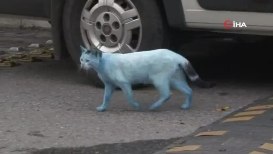 Istanbul Da Mavi Kedi Saskinligi Sagliklarini Etkiliyor Ahaber Video Izle