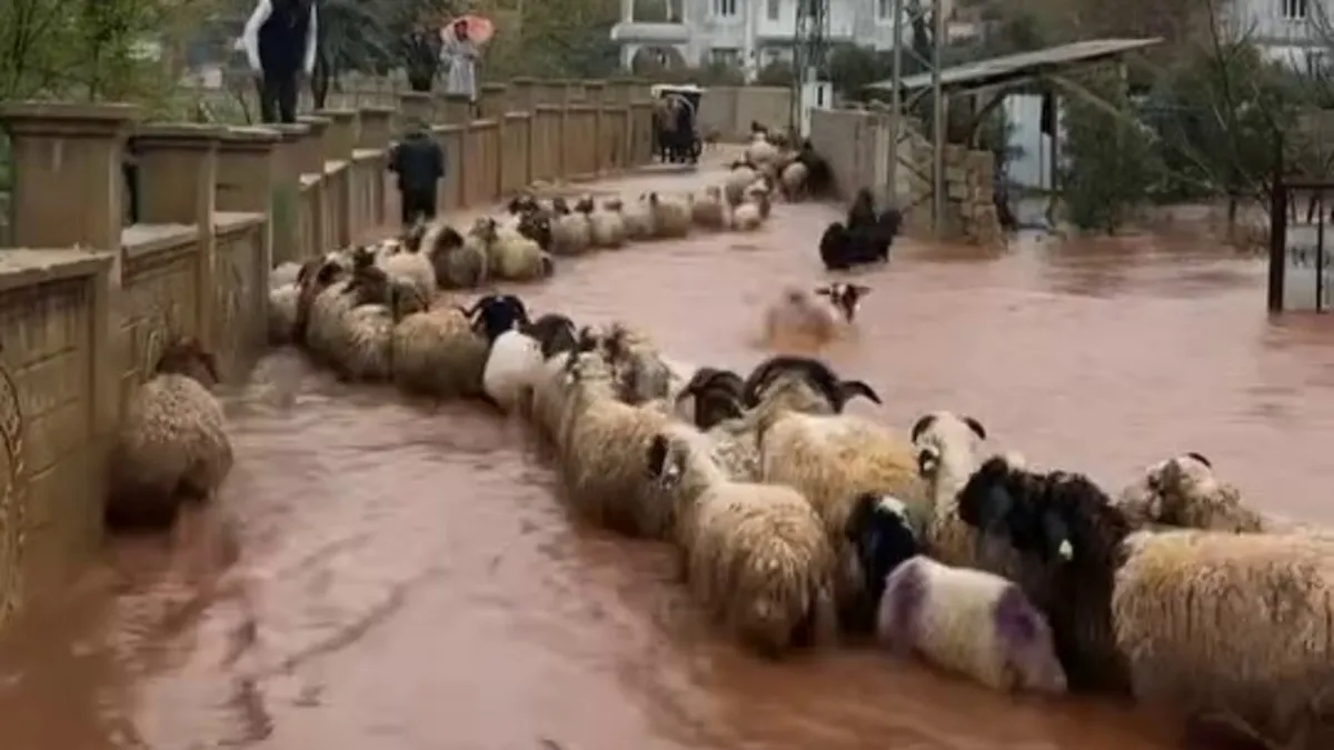 Hatay'da kuvvetli yağış günlük sel getirdi: Çoban kuzuları son anda kurtardı