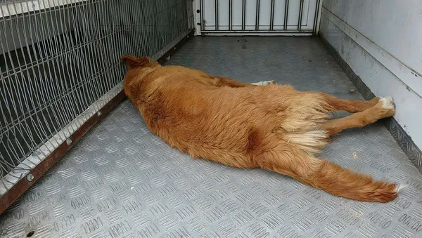 Edirne şoke eden olay! Balkona bağlanan köpek ipe asılı halde ölü bulundu - 1