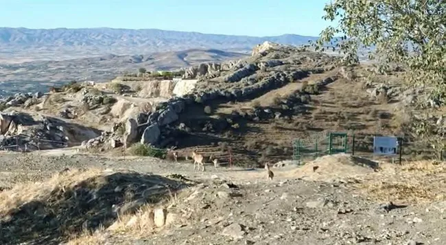 elazigda-yaban-kecileri-tarihi-harput-kalesine-indi-1632572877249.jpg Elazığ’da yaban keçileri tarihi Harput Kalesine indi - 1
