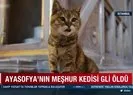 Ayasofyanın meşhur kedisi Gli öldü!