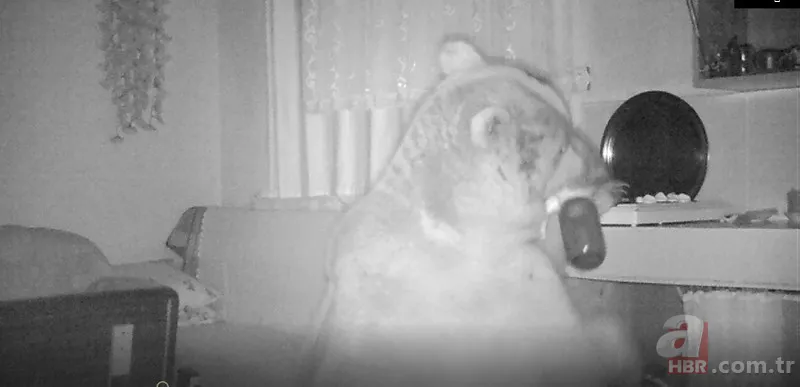 Vahşi doğada ölümcül karşılaşma! Ayı yavrularını… 14