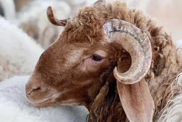 Kurban Bayramı 2023 ne zaman, hangi güne denk geliyor? Kurban Bayramı tatili 9 gün olur mu, kaç gün sürecek?