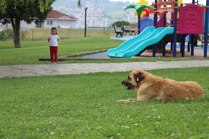 Başıboş sokak köpeği tartışması | AK Parti Grup Başkanı Abdullah Güler: Saldırganlaşan köpeklerle ilgili önlem alınacak - 3