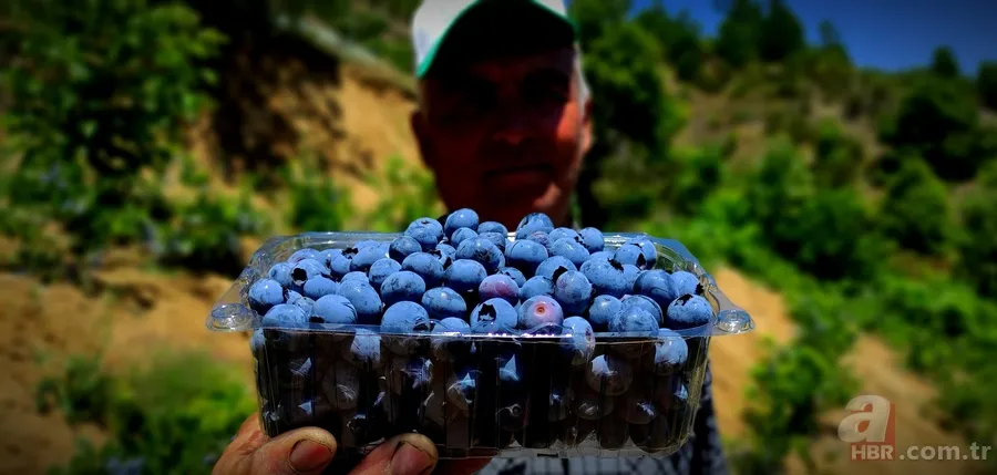 Kilosu 100 TL’lik meyvelerini bakın nasıl koruyor! Görenler hayrete düştü 3