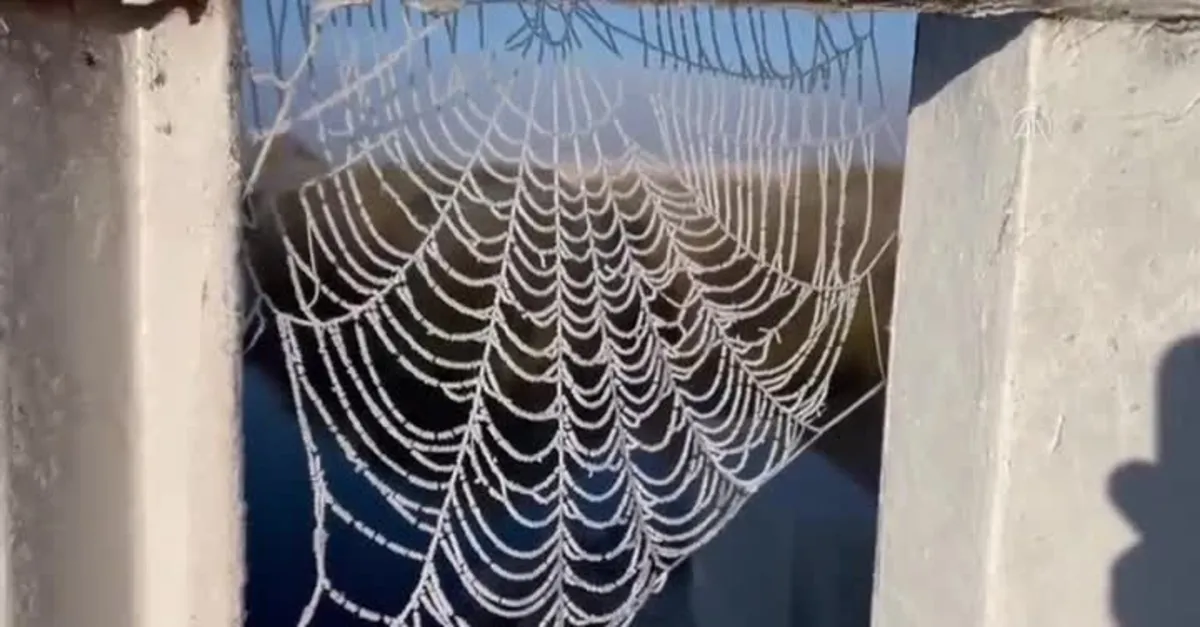 Ardahan ve Kars'ta örümcek ağları dondu! Kar bekleniyor...
