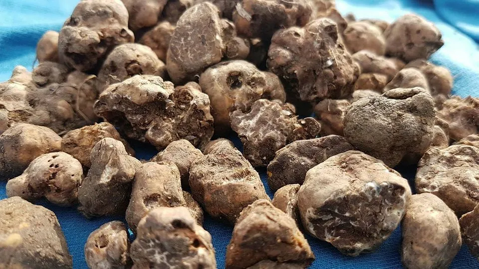 Dunyanin En Pahali Mantari