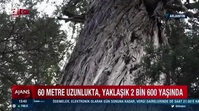 Dünyanın en yaşlı ağaçlarından
