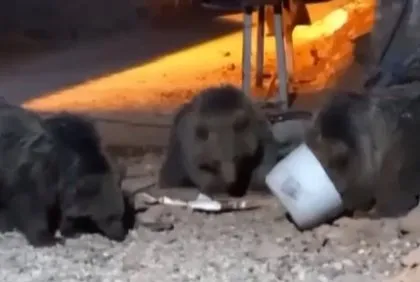 Korkunç olay! Tarlasına giderken iki ayının saldırısına uğradı: Yüzünü parçaladılar