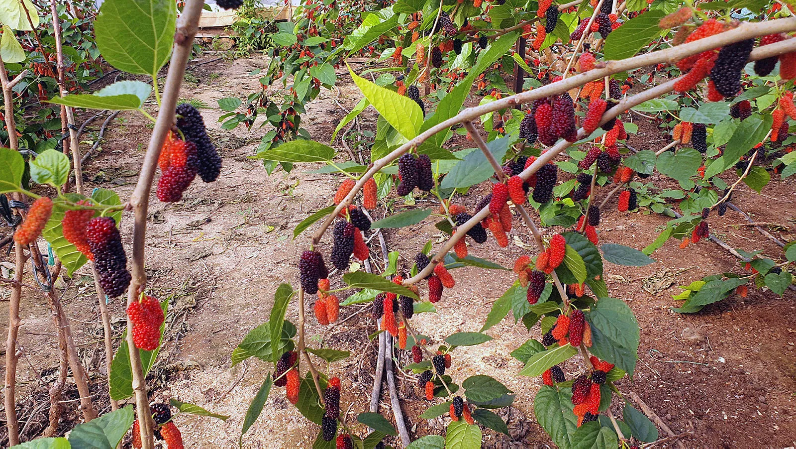 Yılın ilk karadutu hasat edildi