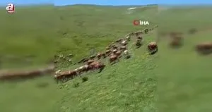 Ardahan’ın Posof ilçesinde yayla mevsimi başladı