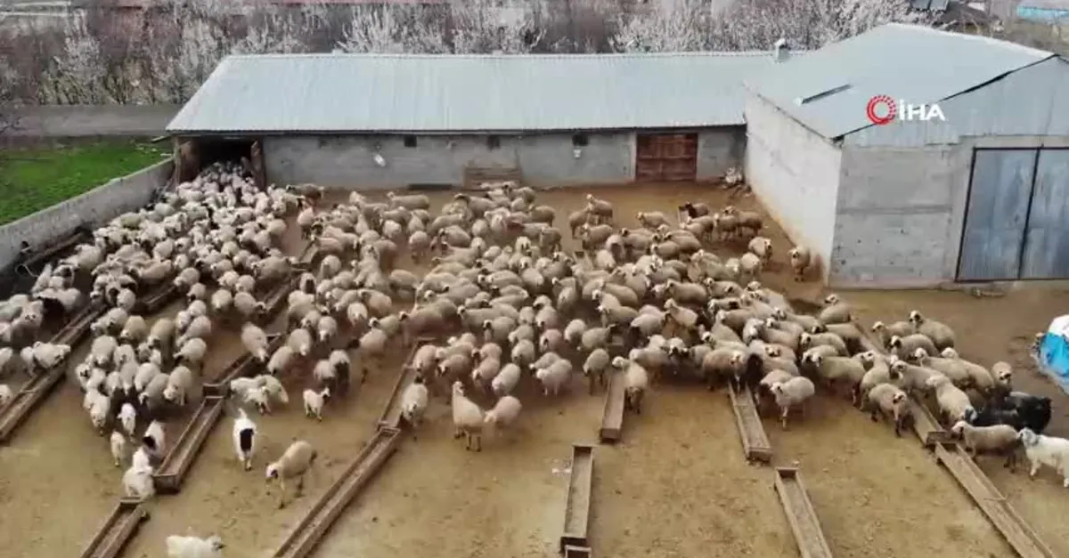 Kuzuların annelerine kavuşma anları