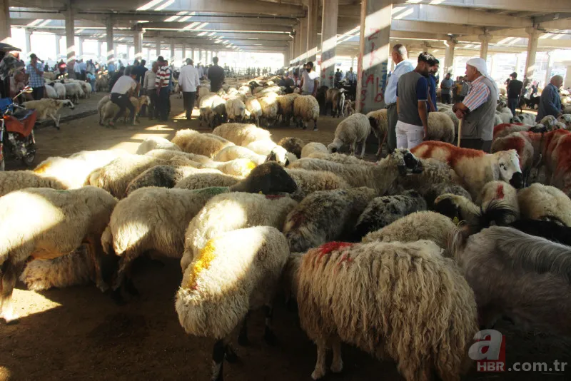 KURBANLIK FİYATLARI 2023 | Büyükbaş, Küçükbaş hisseleri 4.990 TL... 16-19 kg kemikli kemiksiz et kapıya teslim! A101, Migros, CarrefourSA... 6