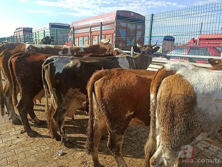Kurbanlık fiyatları son dakika il il açıklandı: 2022 koyun, keçi, dana fiyatları ne kadar, kaç TL oldu? Büyükbaş, küçükbaş... 15