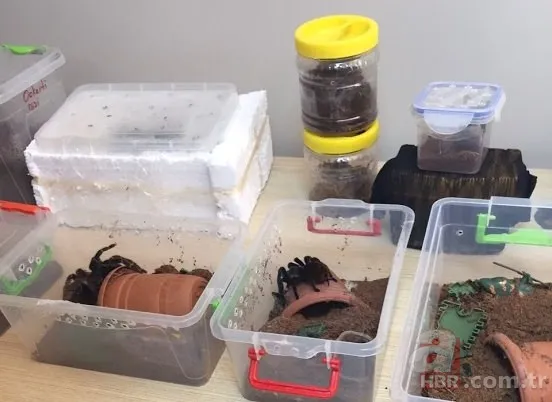 Terör operasyonundan tarantula çıktı 1