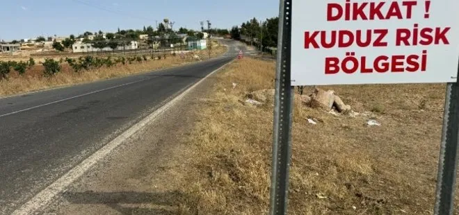 Sahipsiz köpek dehşetinde bir yenisi daha! O ilimizde kuduz paniği! 1 mahalle ve köy karantinaya alındı