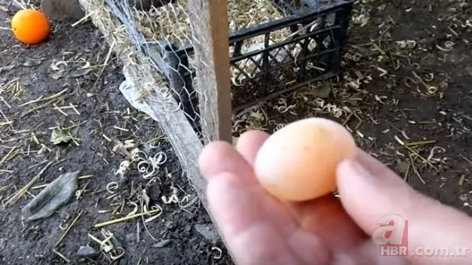 Kümese girdi yerde yumurtayı görünce gözlerine inanamadı! Böylesini daha önce görmemişti