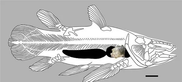 Tam 66 milyon yıl öncesine ait! Şimdiye kadar keşfedilenlerin en büyüğü