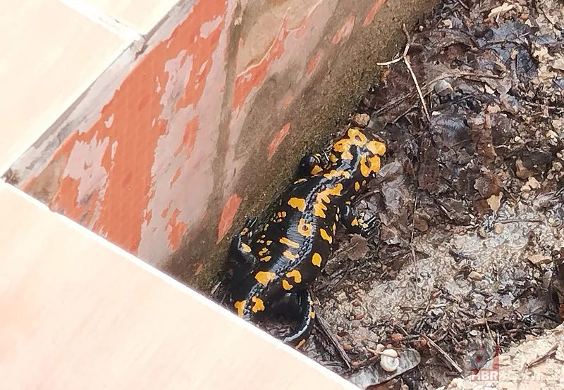 Bacavan Yaylası'nda görüntülendi! Defalarca fotoğrafını çektiler 7