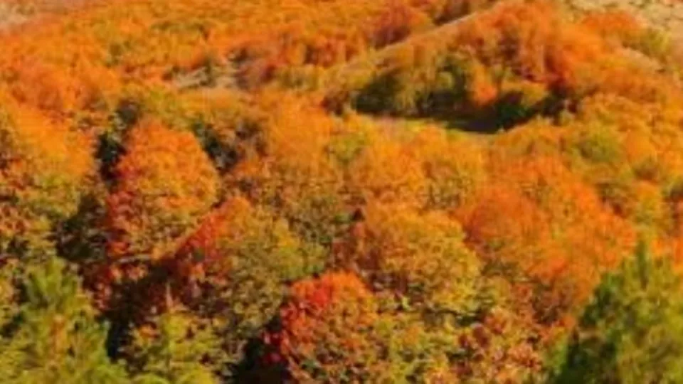 Bin 200 rakımlı Dumanlı Yaylası