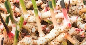 Bu bitki her derde deva! Romatizma ağrısını söküp atıyor...