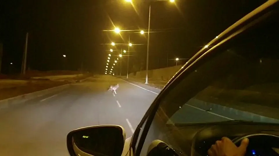 Kurt şehir merkezine indi