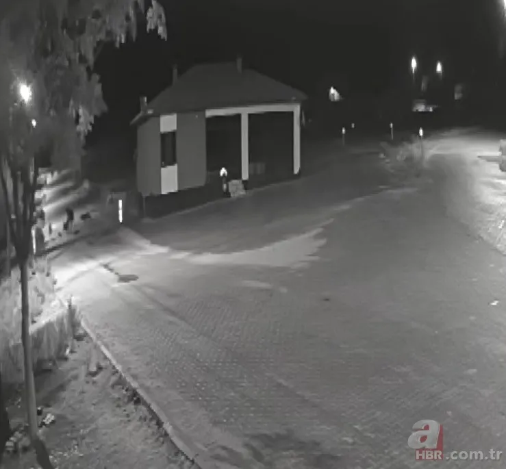 Kurt sürüsü sokak ortasında saldırıp paramparça etti! İşte korkunç anlar 13