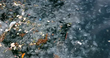 İstanbul Boğazı’nda endişelendiren görüntü! Oltaya denizanası takılıyor