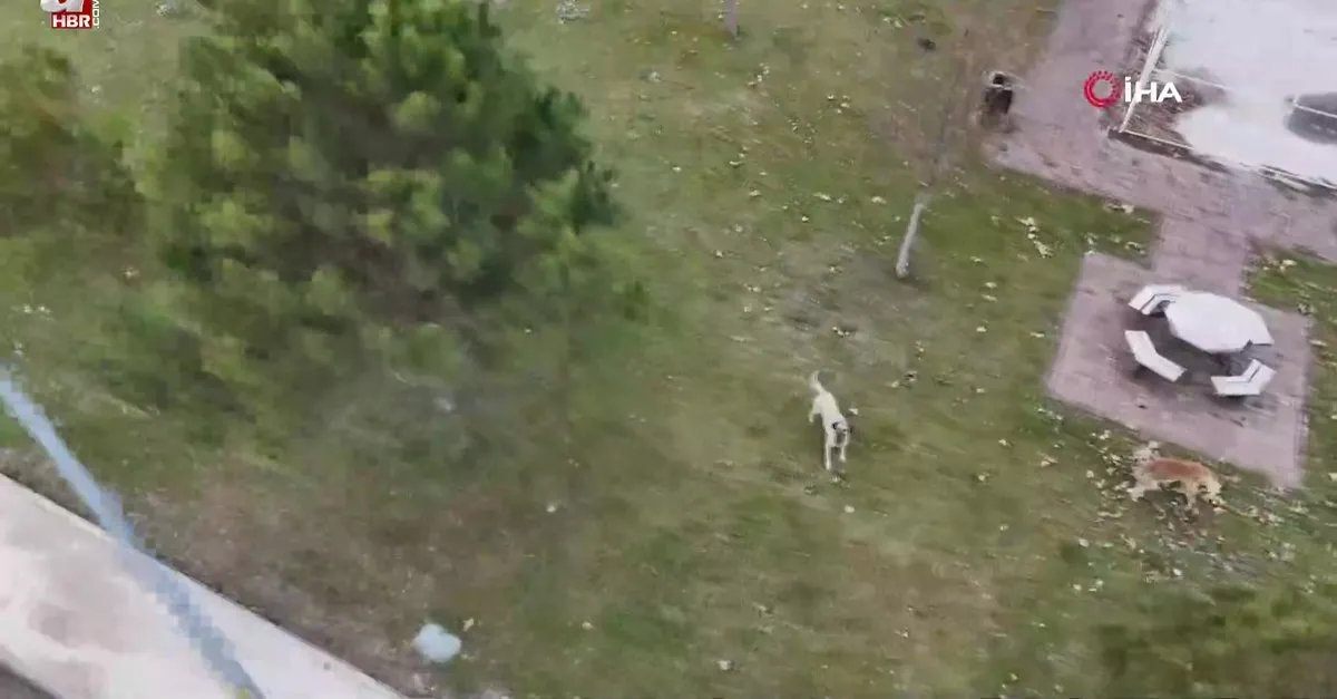 Drone gören köpekler böyle saldırdı