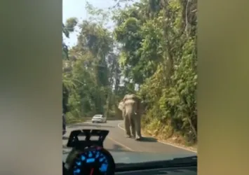 Yola çıkan fil araçtakileri korkuttu