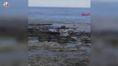 Karga kovadaki balığı alıp kaçtı