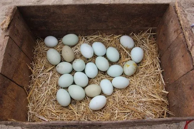 Köyünde yeşil yumurta üreten kadın taleplere yetişemiyor